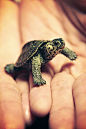 This is Terra. She is my White Concentric Diamondback Terrapin.<br/>Photo by Jason Carne.