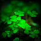 Vibrant_Green_by_DREAMCA7CHER、绿、淡淡的绿、纯洁 花朵、三叶草