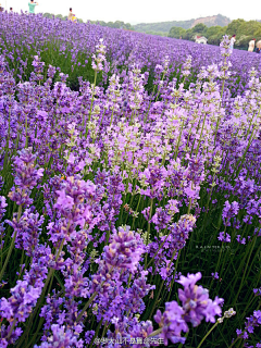 隋木木采集到花田