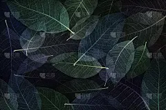背景壁纸抽象的彩色骷髅木兰树叶