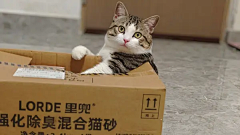 永远的郁金香采集到无聊梗图