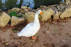 一只白鹅的画像