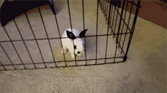 感受到了什么叫做“虚胖”。