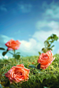 a hd wallpaper with roses on an aerated grass, in the style of dreamlike whimsy, low-angle, pastoral scenes, vibrant stage backdrops, light orange and sky-blue, wimmelbilder, realistic scenery