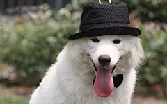 可爱萌宠狗狗萨摩耶犬图片1920x1200高清壁纸