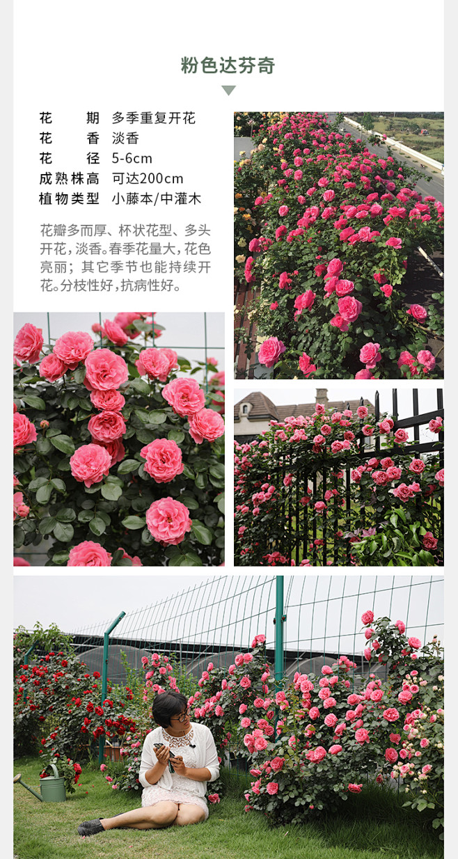 海蒂的花园海妈家夫人蓝色阴雨龙沙冰山爆花攀援爬藤拱门花墙月季-淘宝网