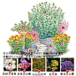 最近真的有点忙，没空做花境示例了#花境# #花园设计# ​​​​