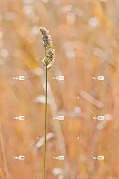 草 夏天 草地 景观 背景 墙纸 高清背景 手机壁纸 手机壁纸