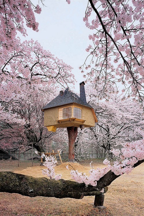 Fairy-tale Treehouse...