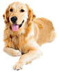 Dog And Cat 884*1091 transprent Png Free Download - Companion Dog, Dog, Snout. - CleanPNG / KissPNG