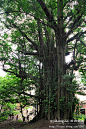 贵州长顺发现4000多岁古银杏树, 陶哲旅游攻略