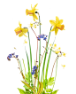 Image may contain: flower, plant and yellow