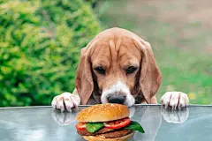 点击来源直接获取大图文件 |funny beagle dog emotionally looks at a hamburger on a table in the garden in summer