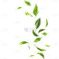 植物通用实景绿色动态落叶元素素材