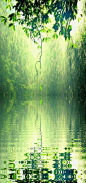 Queensland rainforest in Australia • photo: Visualphotos / Corbis Premium RF on http://www.visualphotos.com/image/2x2646648/rain-in-australian-rainforest: 