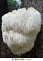 这种蘑菇也被称之为“刺猬蘑”或者“萨堤罗斯的胡子”(萨堤罗斯是半人半羊的森林之神)
　　这种看起来好似面条的蘑菇学名“Hericium erinaceus”，活树和枯树(通常是阔叶树)上都能看到它们的身影。胡须齿菇可以食用，出锅后拥有与海鲜...