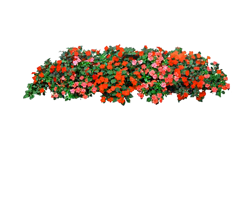 #草类# #植物PNG# #PNG素材#...