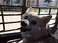 博美可爱的狗看着风景