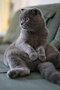 Classic Scottish Fold Buddha Pose