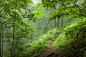 全部尺寸 | Green misty forest | Flickr - 相片分享！