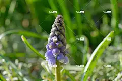 花 花壁纸 美丽的花朵 花卉背景 植物 葡萄风信子 春天 自然