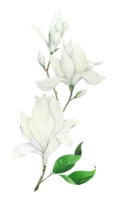 手绘茉莉枝叶 免扣素材 透明PNG