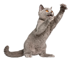 冷酷小羊采集到猫抓板参考