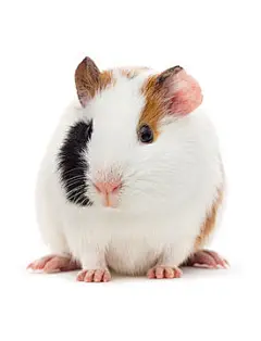 点击来源直接获取大图文件 |guinea pig looks up on an isolated white background