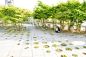 Small rooftop garden at Tokyo University by Michel Desvigne
