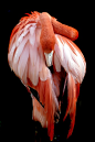 flamingo | Animals | Pinterest