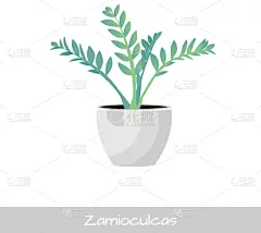 锅,植物,扁平化设计,分离着色,自然,室内,图像,花,设计,装饰