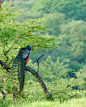 一只野生孔雀栖息在山林的树枝上的垂直镜头图片下载