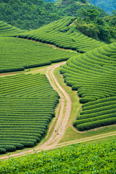 小牛牛采集到茶园