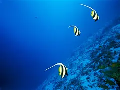 海底世界精美壁纸下载
http://www.xmwebi.com.cn/bbs/thread-13310-1-1.html