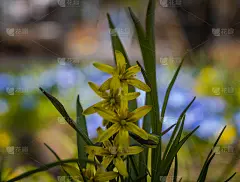 小黄花叫黄花，微距摄影