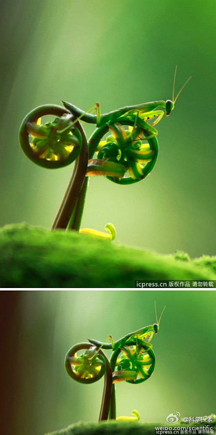 骑单车的螳螂你一定没有见过吧！来自印尼婆...