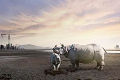 绝望犀牛 环境保护 自然和谐 公益海报设计PSD绝望|犀牛|环境保护|自然|和谐|公益海报