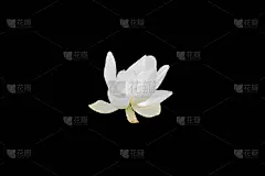 植物群,荷花,黑色背景,白色,自然,水平画幅,无人,夏天,植物茎,植物