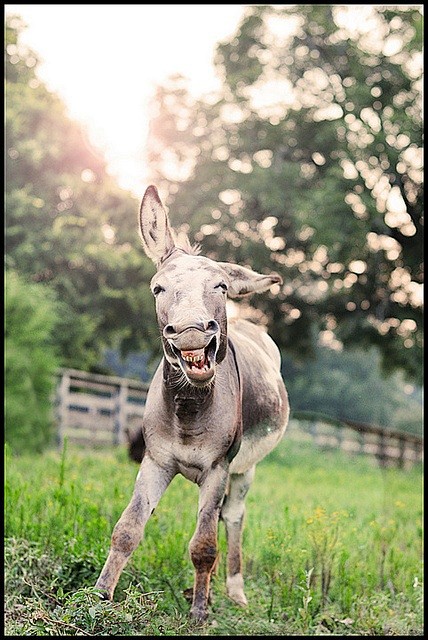 donkey...