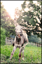 donkey...