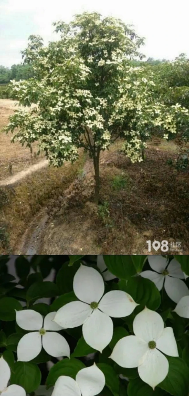 头状四照花(云南)-花瓣网
