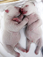 Polar bear twin babies - beautiful