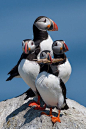 Puffins