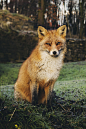 brown fox sitting on green grass field during daytime