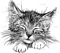 大红的大红采集到kitty