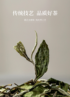 罐罐ᐝ采集到成分植物