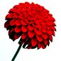 自然,影棚拍摄,红色,茎,花瓣_97352364_Red Pompom Dahlia_创意图片_Getty Images China