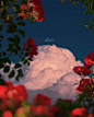 月明花满枝 | Sophia Ahamed