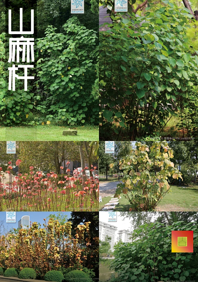落叶灌木0.08 山麻杆-山麻秆 武汉常用植物-花瓣网