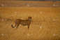 猎豹,一只动物,里夫特谷,狩猎动物,肯尼亚,自然,拍摄场景,野生动物,水平画幅,地形